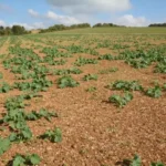 Crédit photo : L Jung – Terres Inovia « Changement climatique : quelles conséquences pour le colza ? »