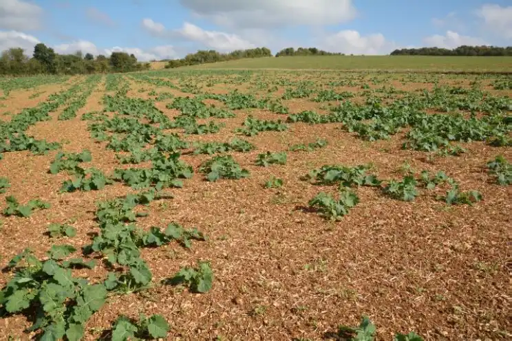 Crédit photo : L Jung – Terres Inovia « Changement climatique : quelles conséquences pour le colza ? »