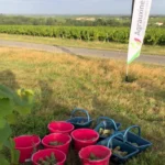 Vendanges : un bilan mitigé. Pourquoi miser sur les biostimulants Agrauxine ?