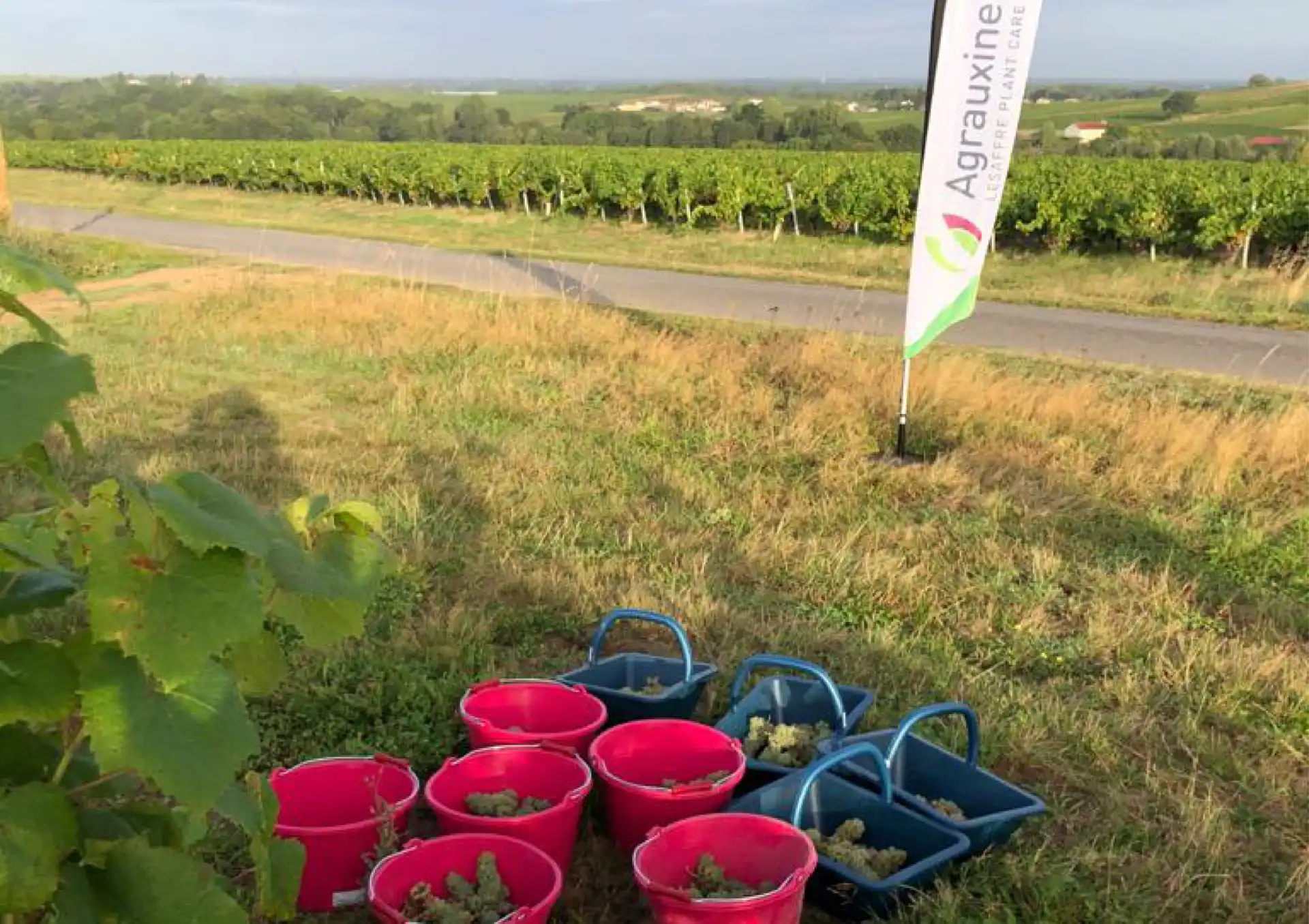 Vendanges : un bilan mitigé. Pourquoi miser sur les biostimulants Agrauxine ?