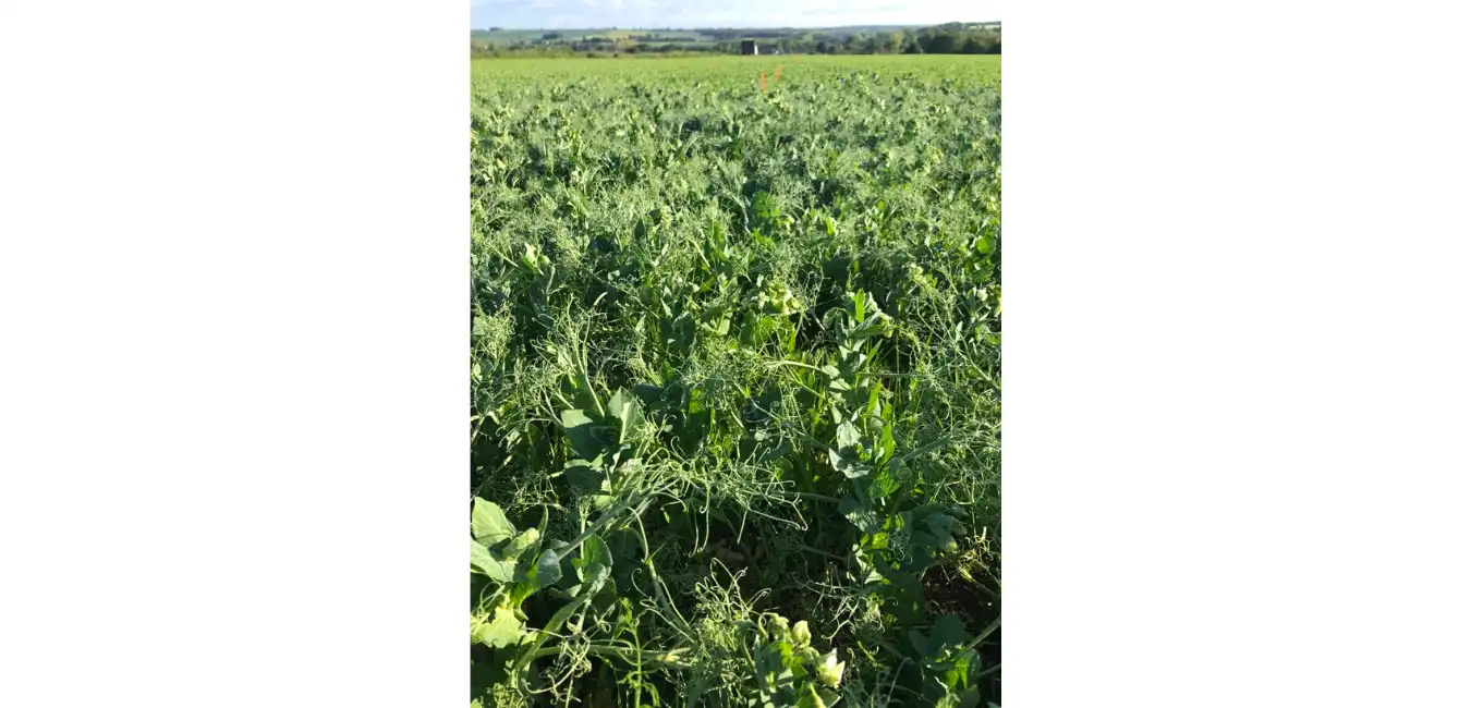 Le manque d’eau en Charente a provoqué un retard de floraison sur ces pois d’hiver.