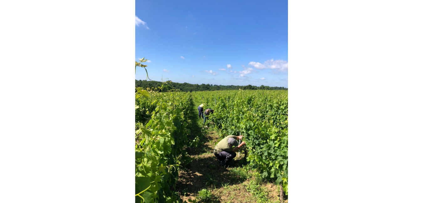 Biosmart est une solution fiable et naturelle, qui a déjà permis à de nombreux viticulteurs d’anticiper ces risques et de préserver leurs vignes.