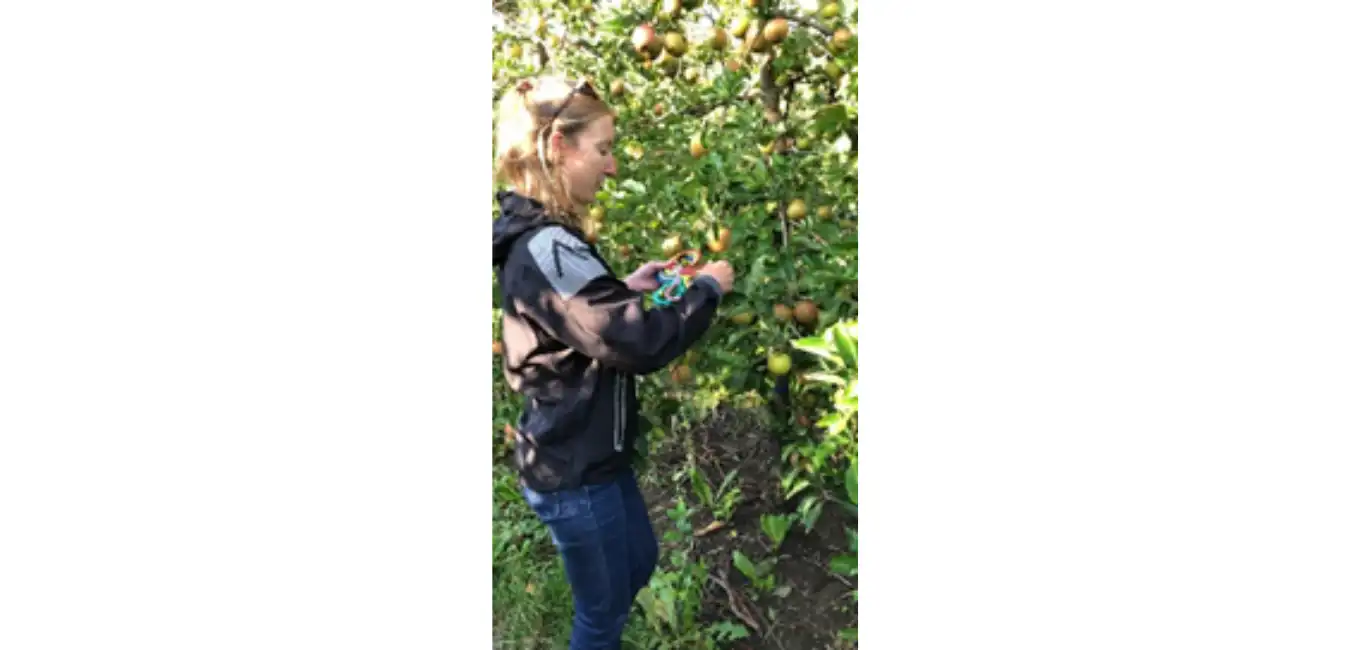 Notation calibre sur essai pomme, 2020