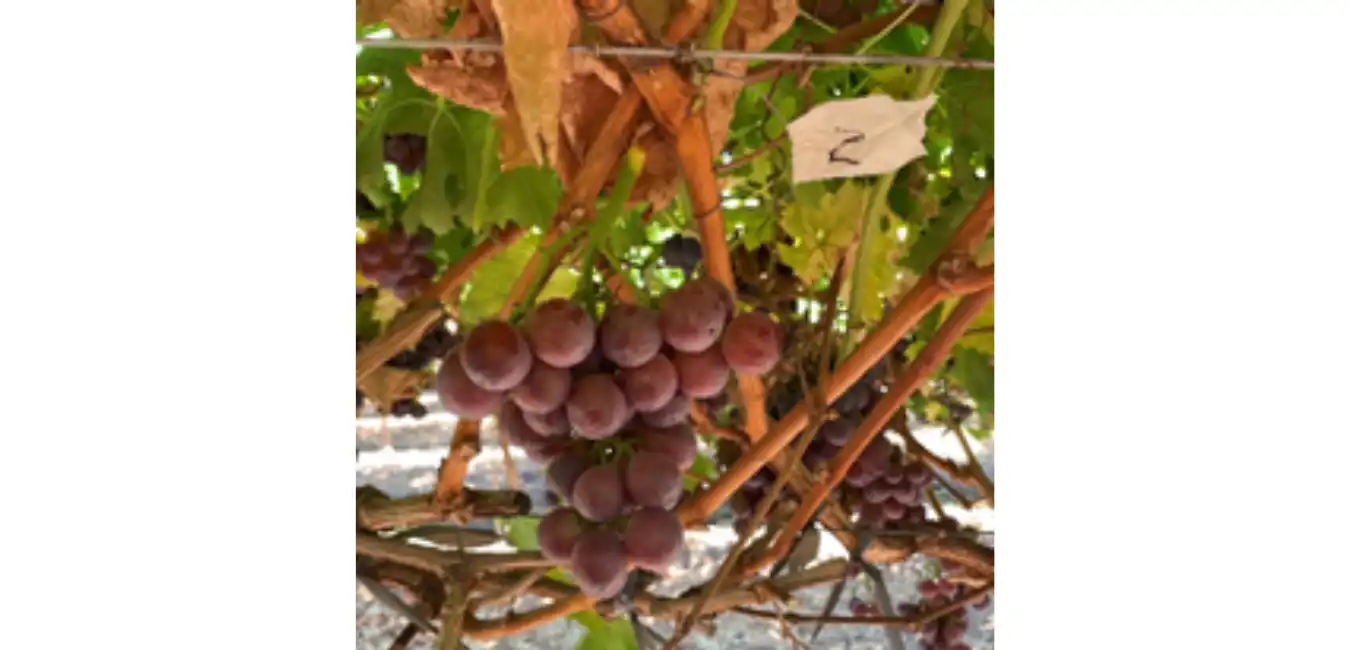 Parcelle d’essais Moka® au Chili : une uniformité de coloration et une précocité à la récolte