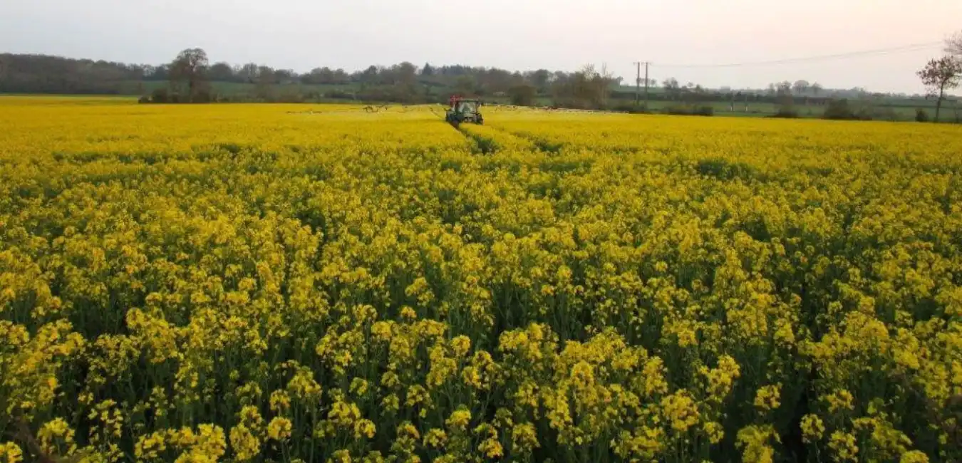 Application Smartfoil sur colza - 2021