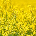 Récolte de colza 2021