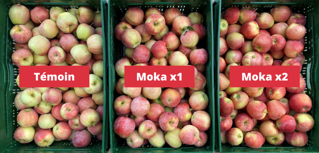 Essais menés sur pommes avec le biostimulant MOKA d'Agrauxine by Lesaffre