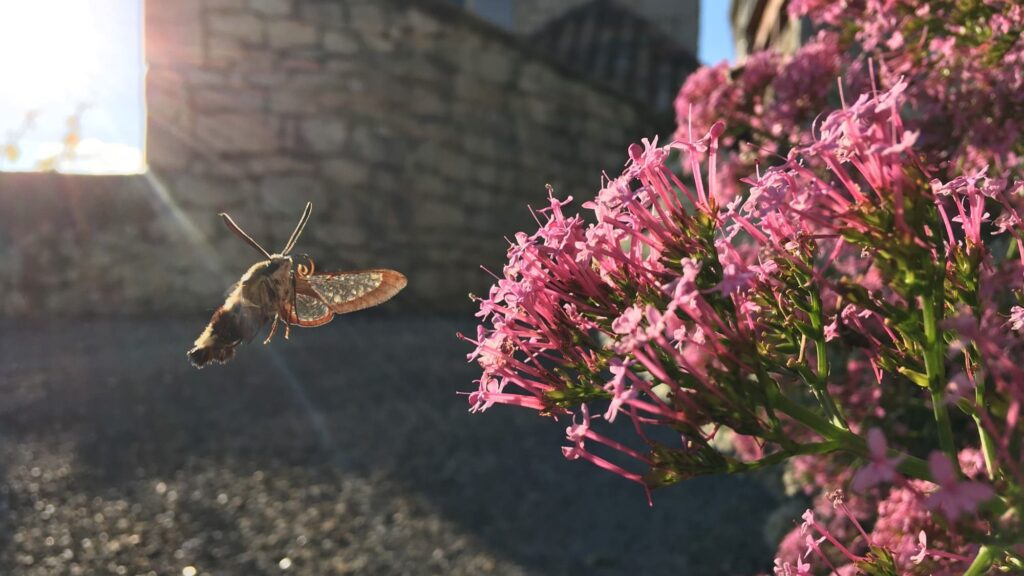 Agrauxine et le Yeast Efficiency :   des biostimulants à base de levure pour l’agriculture 